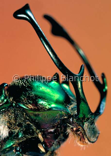 Proagoderus rangifer.JPG - in "Portraits d'insectes" ed. SeuilProagoderus rangiferScarabeeScarab beetleColeopteraScarabaeidaeZanzibar